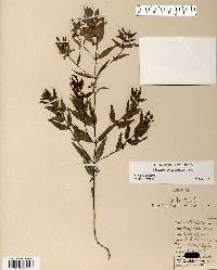 Melampyrum lineare image