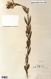 Pedicularis lanceolata image