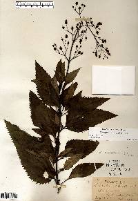 Scrophularia lanceolata image