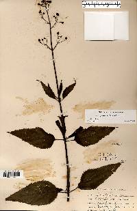 Scrophularia lanceolata image