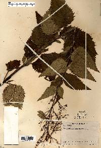 Scrophularia lanceolata image