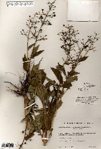 Scrophularia marilandica image