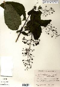 Scrophularia marilandica image