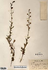 Verbascum blattaria image