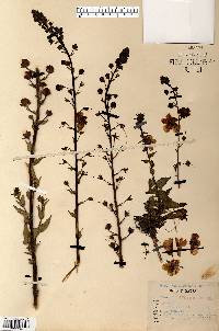 Verbascum blattaria image