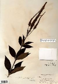 Veronicastrum virginicum image