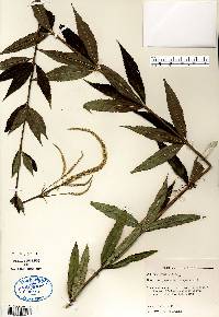 Veronicastrum virginicum image