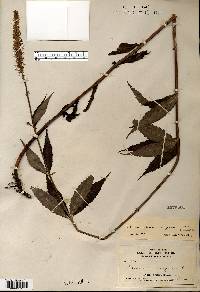 Veronicastrum virginicum image