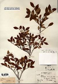 Vaccinium angustifolium image