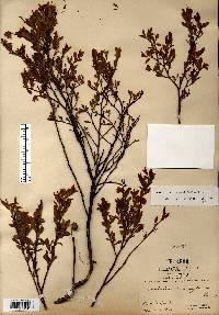 Vaccinium angustifolium image