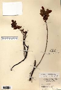 Vaccinium angustifolium image