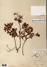 Vaccinium angustifolium image