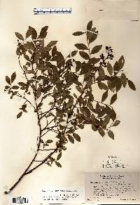 Vaccinium angustifolium image