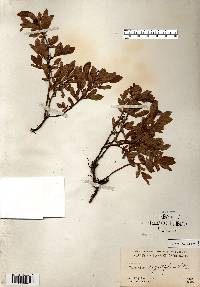 Vaccinium angustifolium image