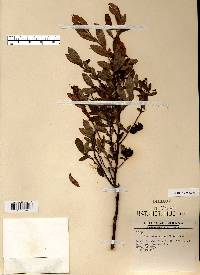 Vaccinium angustifolium image