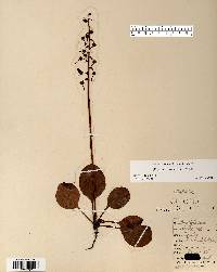 Pyrola americana image