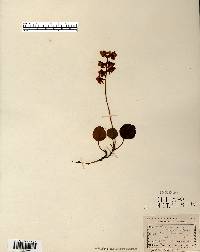 Pyrola chlorantha image