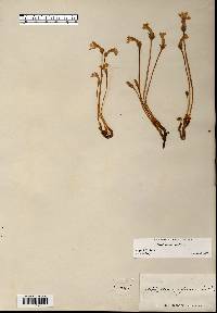 Orobanche uniflora image