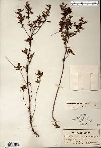 Crocanthemum canadense image