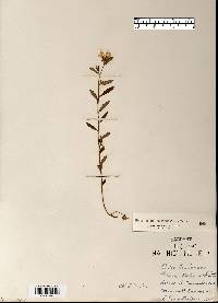 Crocanthemum canadense image