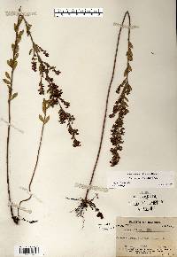 Lechea mucronata image