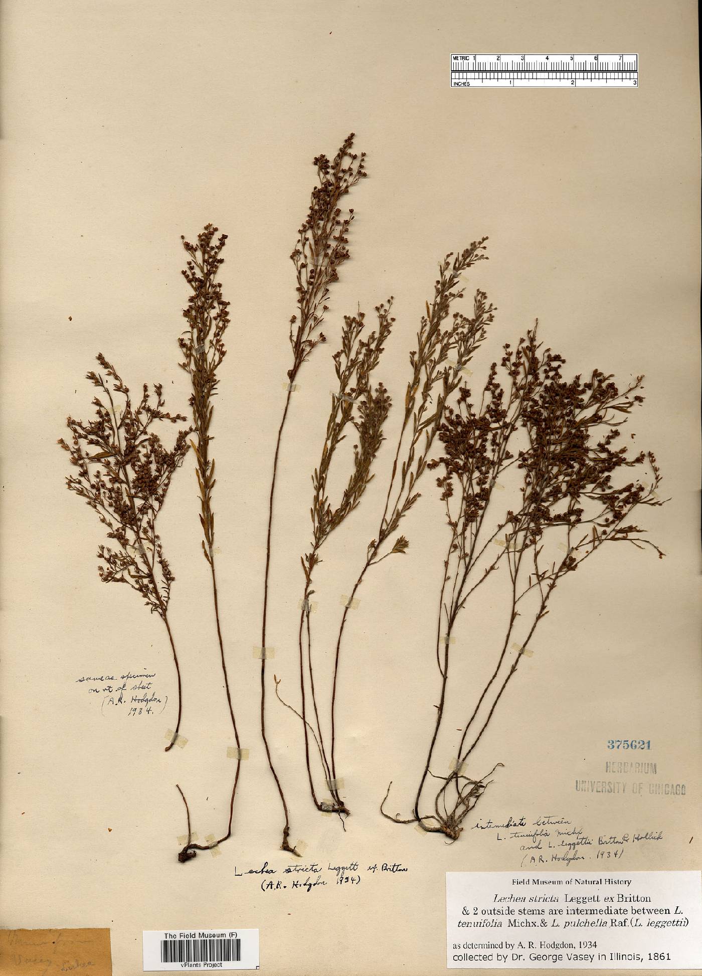 Lechea stricta image