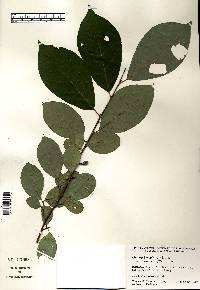 Lindera benzoin var. pubescens image