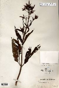 Verbena hastata image