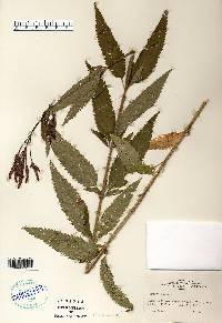 Verbena hastata image