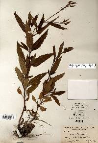 Verbena hastata image