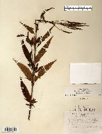 Verbena hastata image