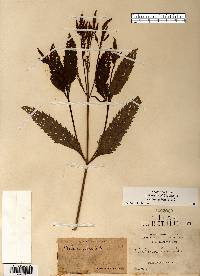 Verbena hastata image