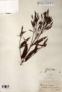 Verbena hastata image