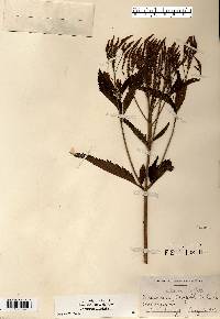 Verbena hastata image