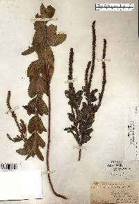 Verbena stricta image