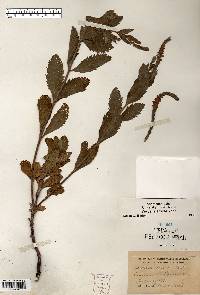 Verbena stricta image