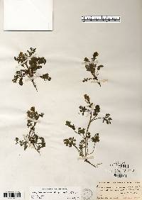 Corydalis micrantha image