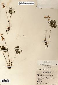 Dicentra cucullaria image