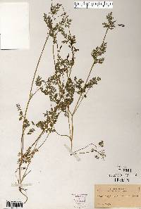 Chaerophyllum procumbens image