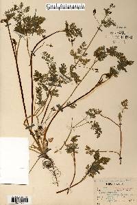 Chaerophyllum procumbens image