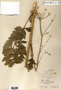 Pastinaca sativa image