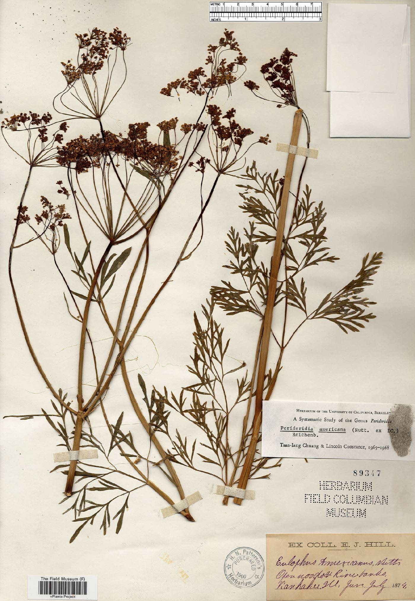 Perideridia americana image
