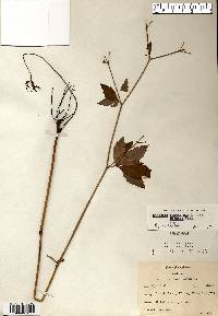 Sanicula canadensis var. grandis image