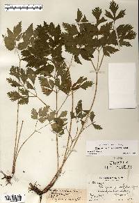 Thaspium barbinode image