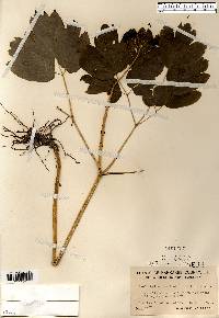 Caulophyllum thalictroides image