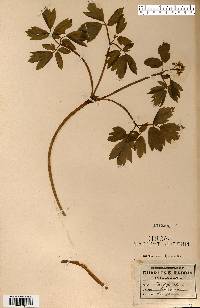 Caulophyllum thalictroides image