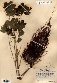 Caulophyllum thalictroides image