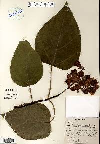 Catalpa bignonioides image