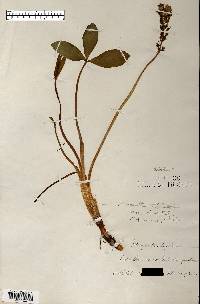 Menyanthes trifoliata image