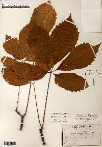 Parthenocissus inserta image